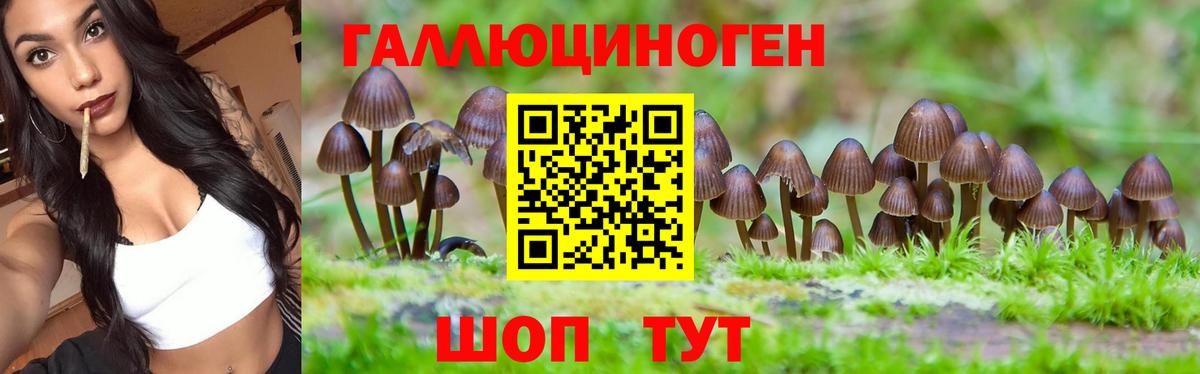 Новозыбков  Псилоцибиновые грибы Psilocybine cubensis  Галлюциногенные грибы мухоморы  Вход с VPN 